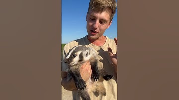 i caught a WILD baby badger!! 🦡