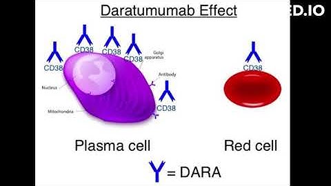Daratumumab mode of action