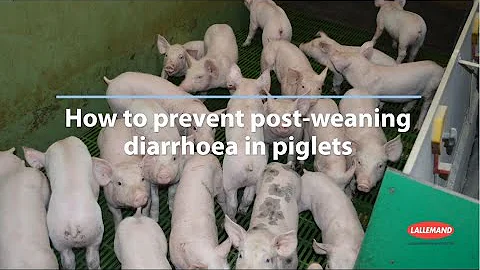 Prevent Post-weaning Diarrhoea in piglets without Zinc oxide