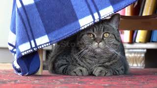 American Shorthair Cat  Color  Size And Description USA Cat #cute #cutecats #unitedstates Cute cat