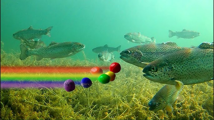 Top 5 Ice Fishing Lures for Rainbow Trout (Underwater Video) 