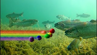 How to Catch Trout with Powerbait  Color SHOWDOWN! Amazing Underwater Trout Strikes and Reactions