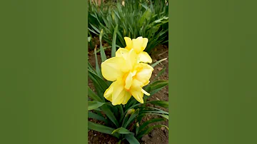 Какие бывают нарциссы.🌼