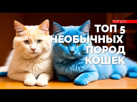ТОП 5 самых удивительных и необычных пород кошек!