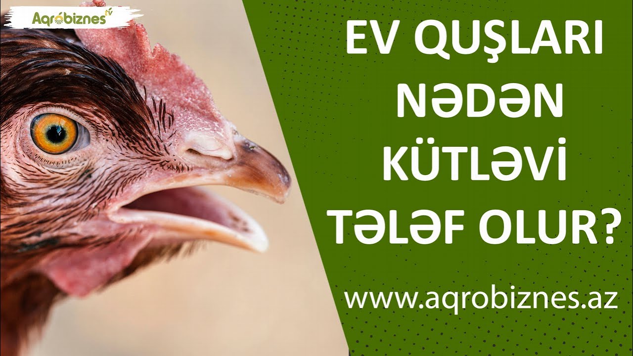 Heyvan xəstəlikləri ilə bağlı 26 sualın cavabı