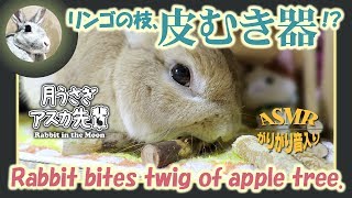 リンゴの枝、皮むき器！？【 ウサギのだいだい 】　2019年12月3日