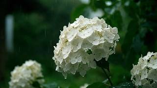 Soft Thunderstorm Whisper | 7-Minute Rest