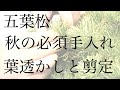 秋の五葉松手入れー葉透かしと剪定 [盆栽・初心者]