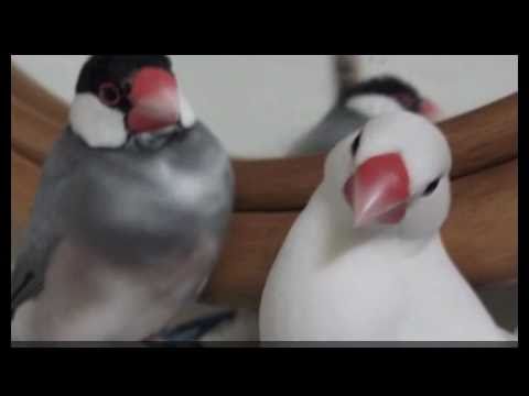 文鳥動画 桜文鳥 白文鳥 Fly!Fly!Fly!