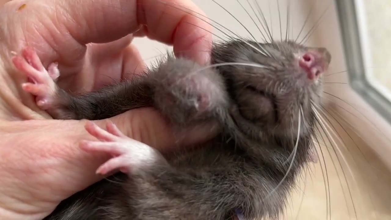 Опухоль или абсцесс у крысы. Как отличить