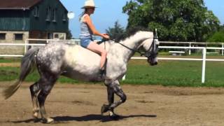 My Raws Tackless/Bareback