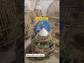 batair ki awaaz/Quail bird best sound #shortvideo