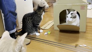 箱一つでここまで盛り上がれる猫