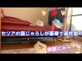 【ペルシャ猫】セリアの豪華な猫じゃらしに大興奮