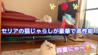 【ペルシャ猫】セリアの豪華な猫じゃらしに大興奮