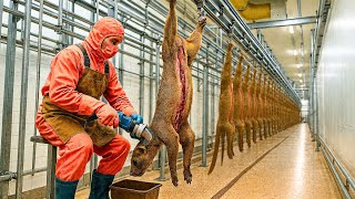 Inside The Largest High-Tech Fossa Farm Breeding Rare Fossas For Meat And Fur Production