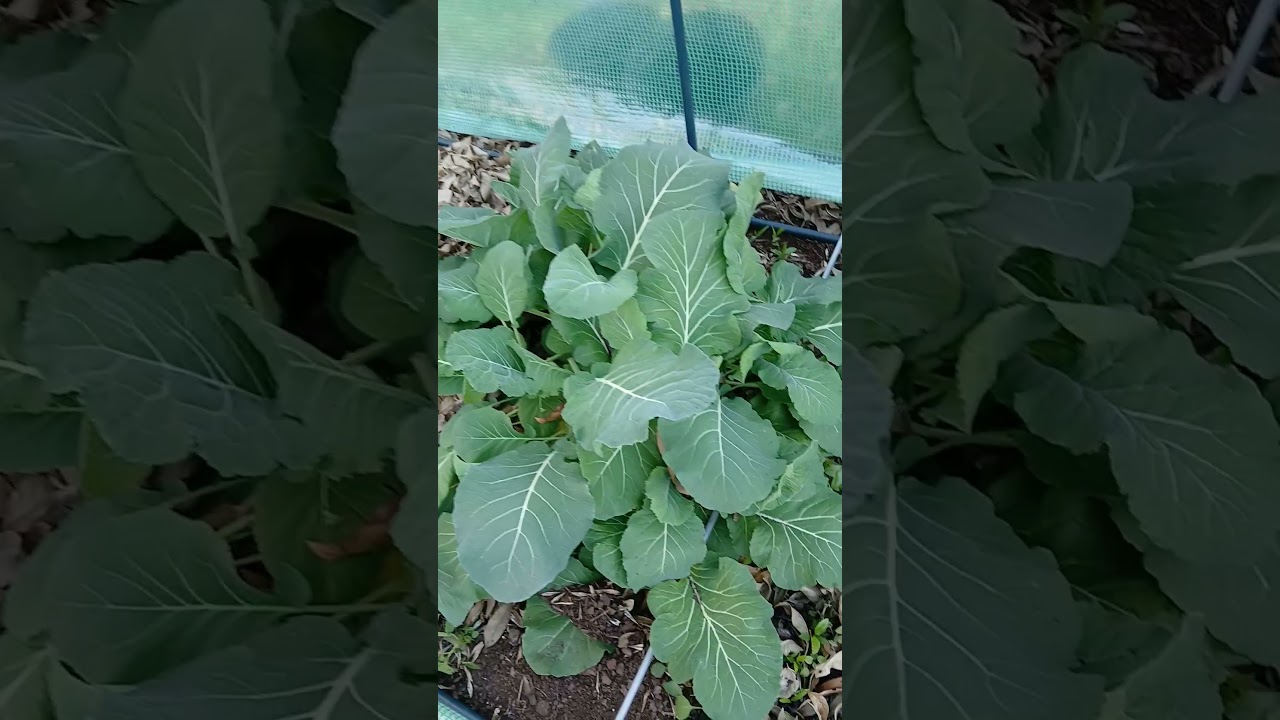 Harvesting collard green 