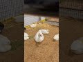 Cute farm animals