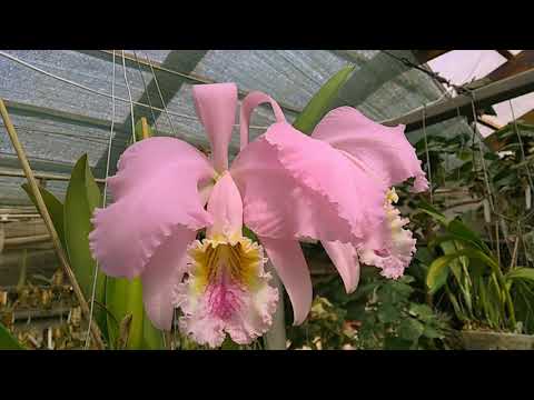 Cattleya mossiae 'Vargas'
