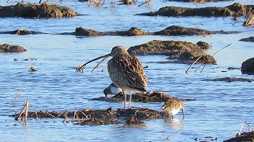 Early Winter at the Yolo Bypass Wildlife Area