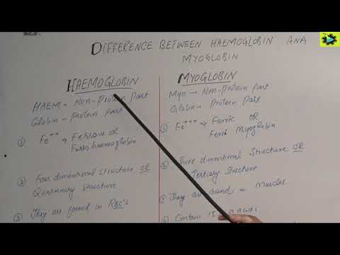 Difference between hemoglobin and myoglobin  || Respiration || lecture 14