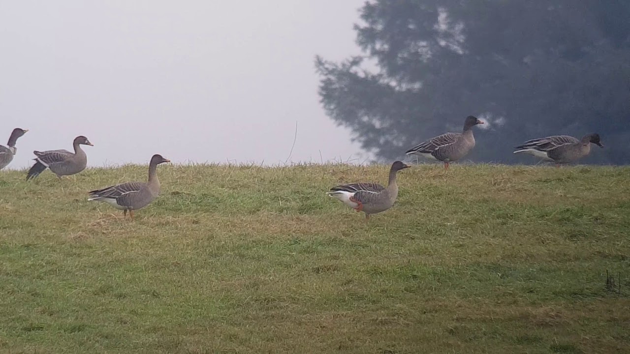 Taiga Bean Geese, Slamannan 9th January 2017 YouTube