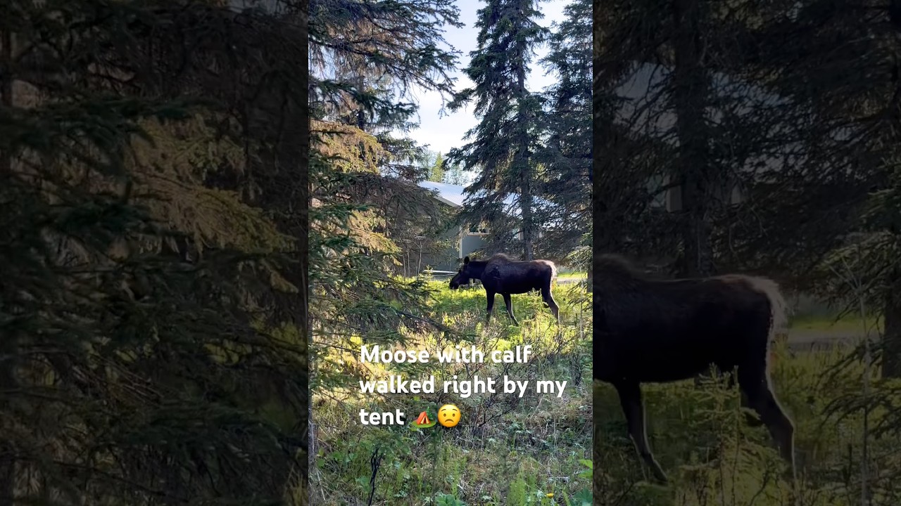 Moose with Calf Walk Right by My Camp in Alaska #moose #alaska #outdoors