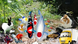 Catch ornamental fish, colorful fish, glofish, koi fish, goldfish, molly fish, pomfret fish,