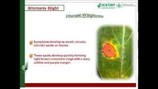 Alternaria Blight Disease Of Pigeonpea