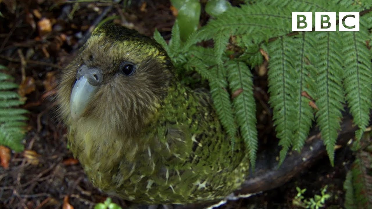 The cute and clumsy flightless parrot | Natural World: Nature's Misfits - BBC - YouTube