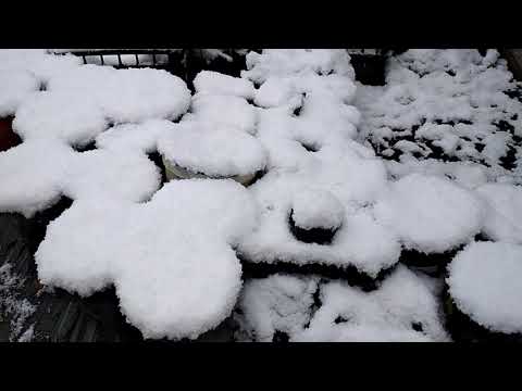 Video: Jūros gumbų laikymas žiemą namuose