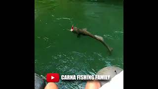 😱 TOPWATER FISHING for BIG CATFISH 🎣 #fishing #fish #silure