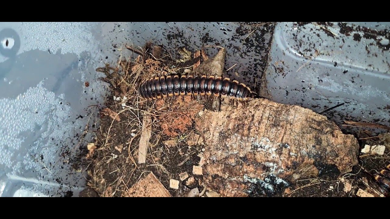 Coromus diaphorus. flat back millipede.
