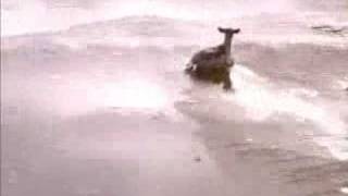 Deer Stuck On Ice Rescue