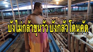 “ทับทิม ฟาร์ม” แพะขุนปราณบุรี เลี้ยงดีขายได้ทั้งปี