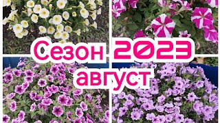 Обзор Петунии после обрезки, август 2023. Мои ошибки, не лучшие Сорта, борьба с сорняком.