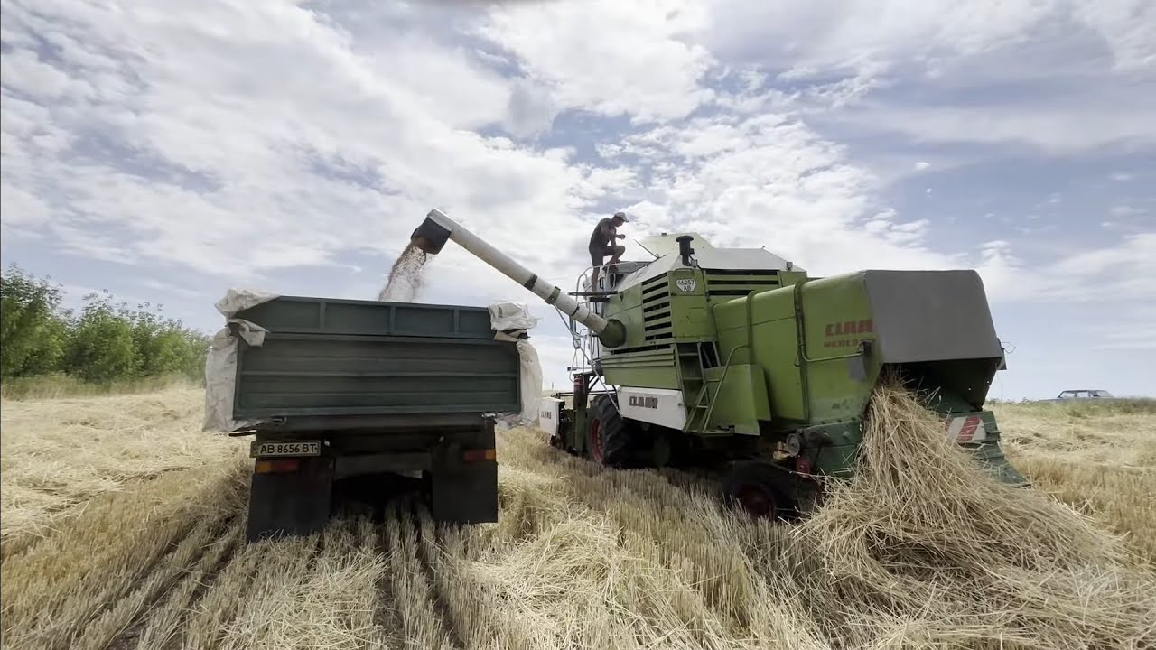 🛑ЖНИВА 2025 в розпалі ❗Продовжуємо молотити пшениці Урожай зернових радує Комбайн CLAAS MERCATOR❗