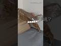 【貓界超人準備出發】橘貓自己披上透明塑膠袋 一臉要去拯救世界XD #Shorts