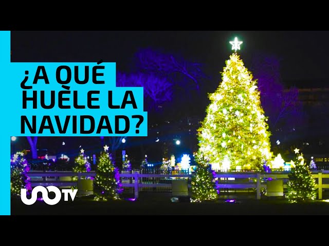 ¿A qué huele? La UNAM revela el olor de la Navidad class=