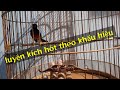 Luyện kích chòe lửa đấu hót theo khẩu hiệu #nguyễnnhân #shamabird #choelua #0934808689