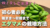 枝豆の育て方4つのコツ 開花前の摘芯 土寄せ 水やりなど 育て方の基本とコツ 家庭菜園やプランター栽培にもおすすめ Youtube