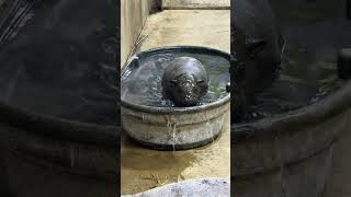 The Mom Stare is Back! #mars #pygmyhippo #babyhippo #kansas