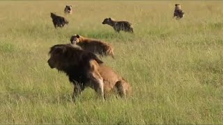 Male lion surrounded by a hyena clan