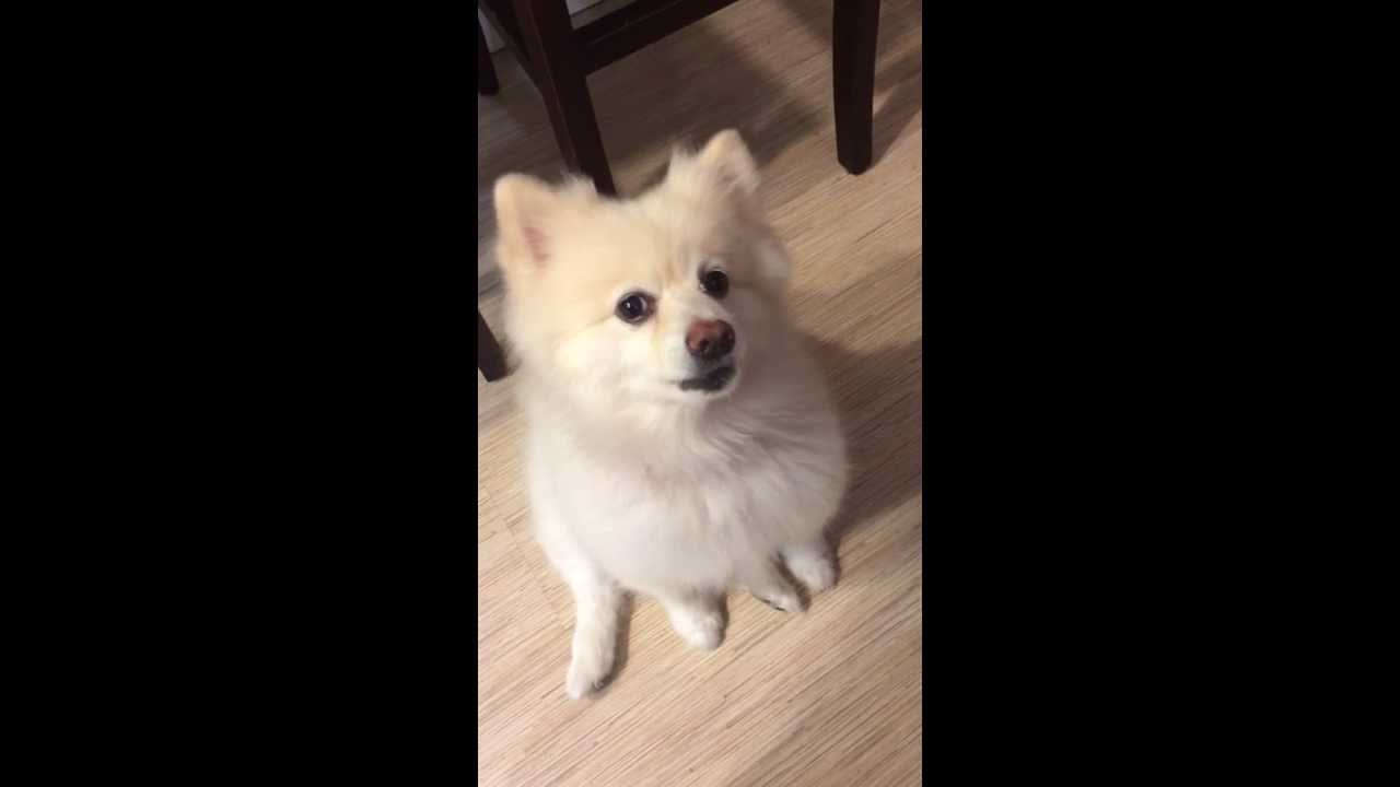 kibler tess rogue Shiro demands tribute