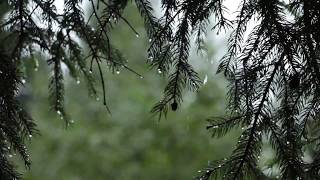 Relaxing Sound of Rain and Wind in Forest 1 Hour / Rain Drops Falling From Trees with Wind screenshot 3