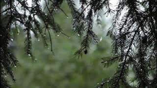 Relaxing Sound of Rain and Wind in Forest 1 Hour / Rain Drops Falling From Trees with Wind