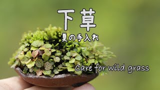夏の草の手入れ【キミ盆】Care for wild grass