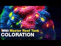 Master Coloration once and for all. Keep that coral fluorescence from the store and improve on it.