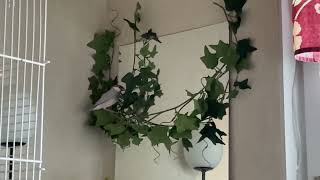 Java finches 2023 - Slow motion 3