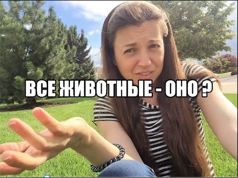 Все животные в английском это «ОНО»? Частые ошибки изучающих английский.